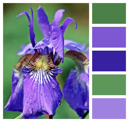 Sword Lily Flower Iris Image